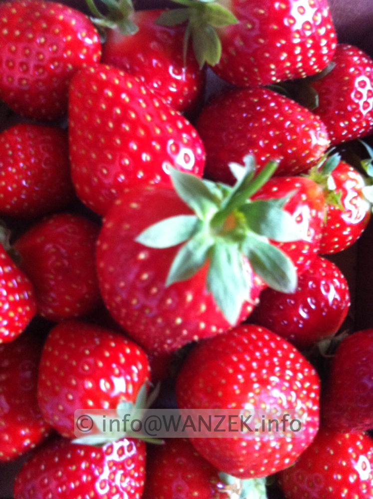 Erdbeere Senga Sengana.jpeg